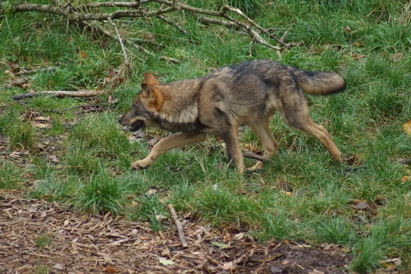 Loup ibérique - Canis lupus signatus — Photo