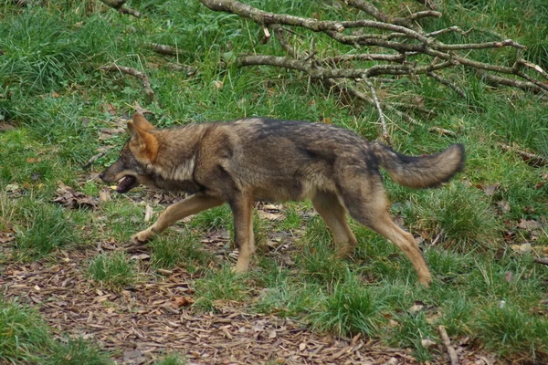 Lobo ibérico - Canis lupus signatus — Foto de Stock