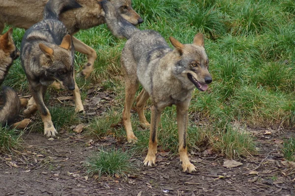 Lobo ibérico - Canis lupus signatus — Fotografia de Stock