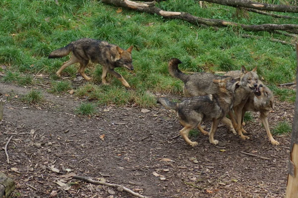 Wilk Iberyjski - Canis lupus signatus — Zdjęcie stockowe