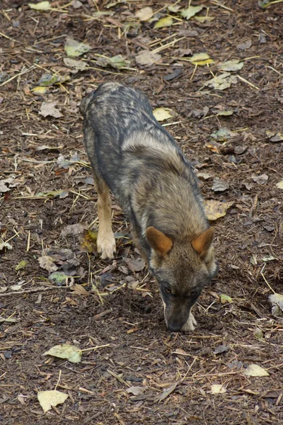 Lobo ibérico - Canis lupus signatus — Fotografia de Stock