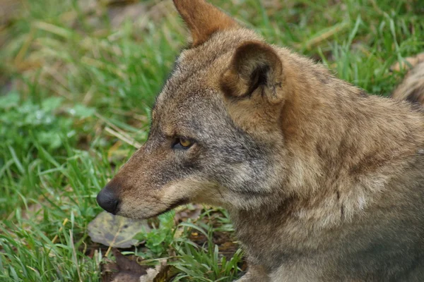 Iberischer Wolf - canis lupus signatus — Stockfoto