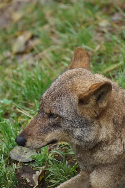 Lobo ibérico - Canis lupus signatus — Fotografia de Stock