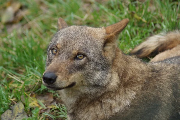Iberischer Wolf - canis lupus signatus — Stockfoto