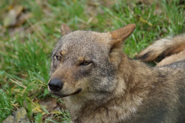 Иберийский волк - красная волчанка — стоковое фото