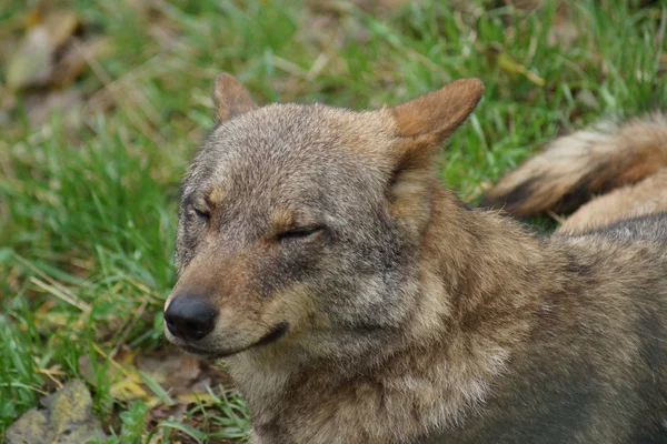 Lobo ibérico - Canis lupus signatus — Fotografia de Stock