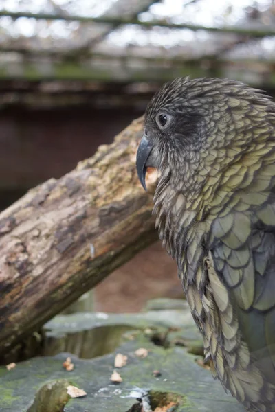 Kea - Nestor notabilis — Fotografia de Stock