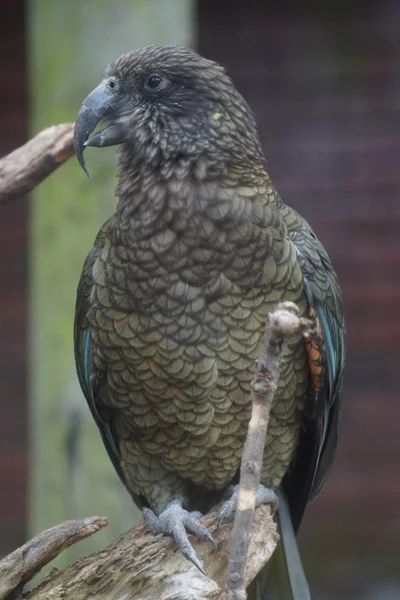 Kea - Néstor notabilis — Foto de Stock