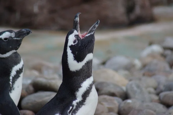 Magellanic Penguin - Spheniscus magellanicus — Stock Photo, Image