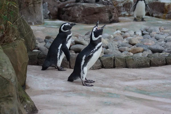 Magellanpinguin - spheniscus magellanicus — Stockfoto