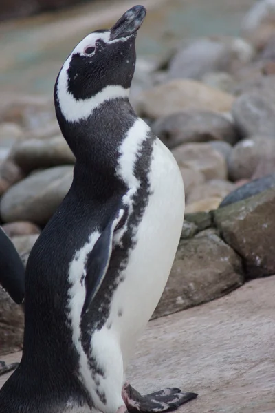 Magellanic Penguin - Spheniscus magellanicus — Stock Photo, Image