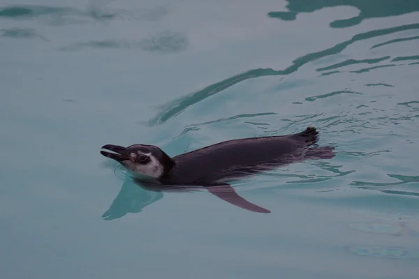 Pinguino di Magellano - Spheniscus magellanicus — Foto Stock