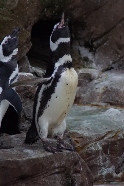 Pinguino di Magellano - Spheniscus magellanicus — Foto Stock