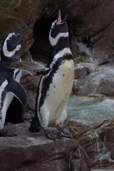 Pinguino di Magellano - Spheniscus magellanicus — Foto Stock