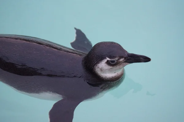 Magellanic Penguin - Spheniscus magellanicus — Stock Photo, Image