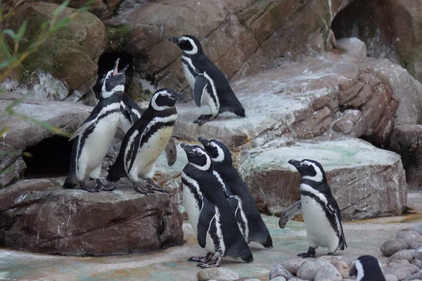 Pinguino di Magellano - Spheniscus magellanicus — Foto Stock