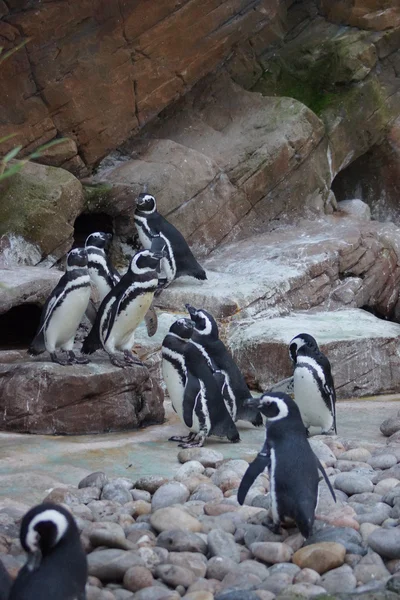 Pinguim-de-magnífico - Spheniscus magellanicus — Fotografia de Stock