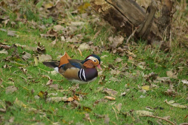 Mandarin Ördeği - Aix galericulata — Stok fotoğraf