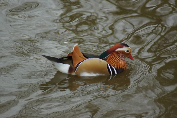 Pato mandarín - Aix galericulata — Foto de Stock