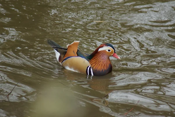 Mandarin kacsa - Aix galericulata — Stock Fotó