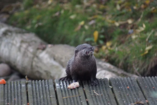 Lontra oriental de garras pequenas - Aonyx Cinerea — Fotografia de Stock