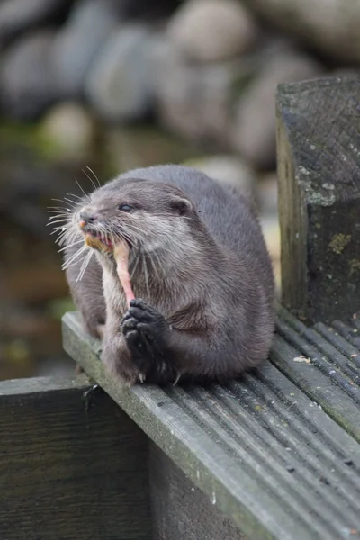 Orientalischer Kleinkrallenotter - aonyx cinerea — Stockfoto