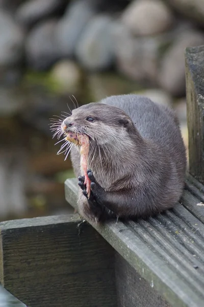 Oriental Small-clawed Otter - Aonyx cinerea — Stock Photo, Image