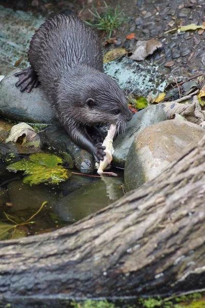 Oriental Small-clawed Otter - Aonyx cinerea — Stock Photo, Image