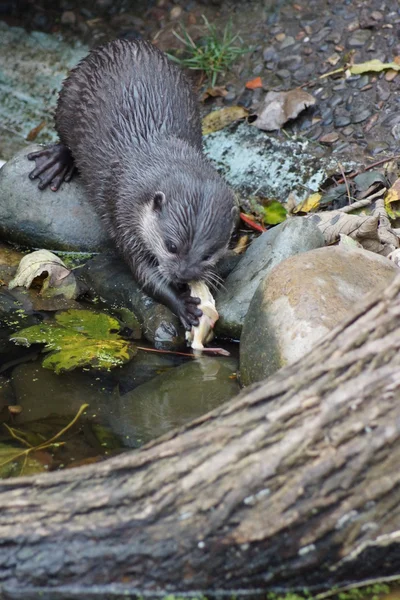 Orientaliska små-klöst otter - aonyx cinerea — Stockfoto