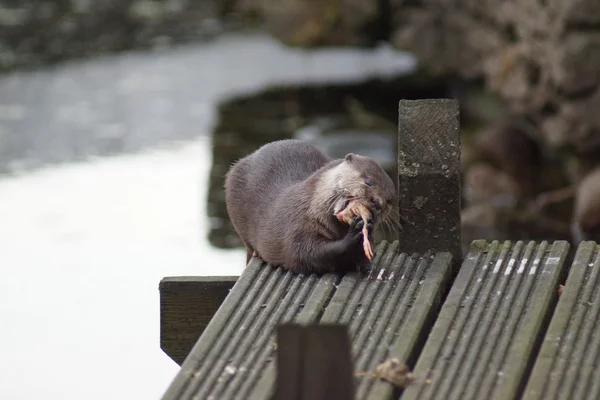 Orientaliska små-klöst otter - aonyx cinerea — Stockfoto