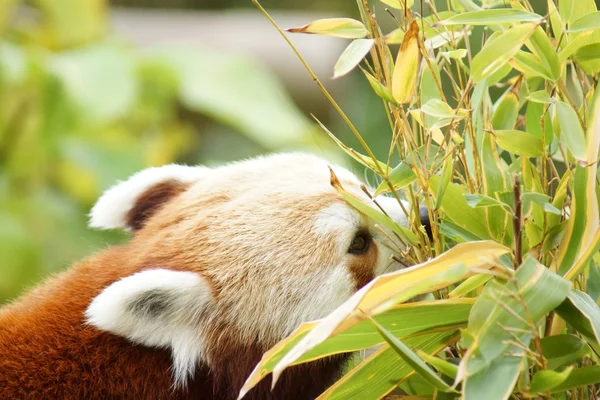 Panda rojo - Ailurus fulgens —  Fotos de Stock