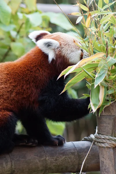 Roter Panda - ailurus fulgens — Stockfoto