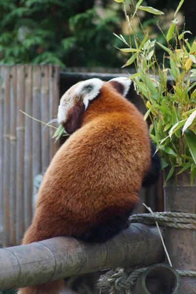 Vörös Panda - Ailurus fulgens — Stock Fotó