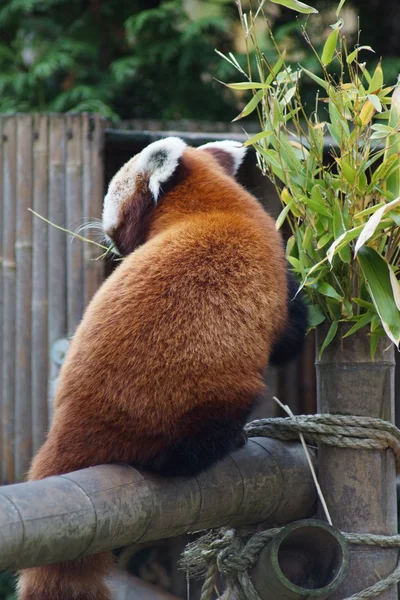 Roter Panda - ailurus fulgens — Stockfoto