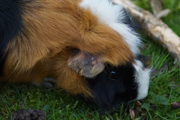 Morčata - Cavia Lišaj Royalty Free Stock Fotografie