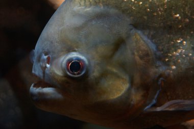 kırmızı karınlı piranha - pygocentrus nattereri