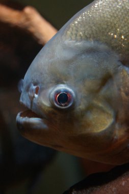 kırmızı karınlı piranha - pygocentrus nattereri