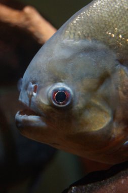 kırmızı karınlı piranha - pygocentrus nattereri
