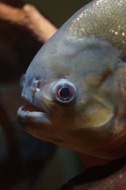 kırmızı karınlı piranha - pygocentrus nattereri