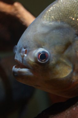 kırmızı karınlı piranha - pygocentrus nattereri