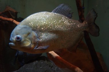 kırmızı karınlı piranha - pygocentrus nattereri