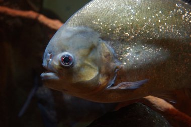 kırmızı karınlı piranha - pygocentrus nattereri