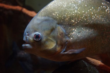 kırmızı karınlı piranha - pygocentrus nattereri
