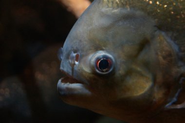 kırmızı karınlı piranha - pygocentrus nattereri