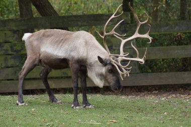 Ren geyiği - rangifer tarandus