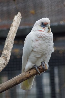 İnce gagalı Corella - Cacatua tenuirostris