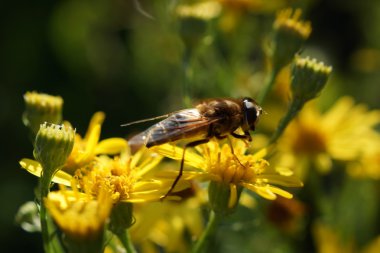 Sarı çiçekler üzerinde yalnız arı