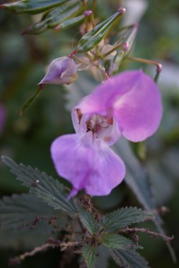 Mor çiçek üzerinde yalnız arı