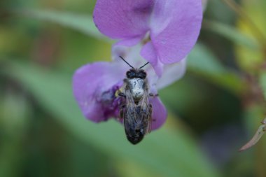 Mor çiçek üzerinde yalnız arı