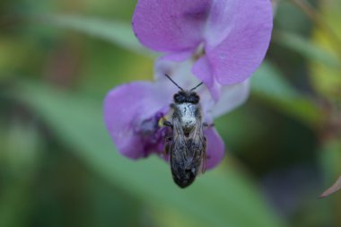 Mor çiçek üzerinde yalnız arı